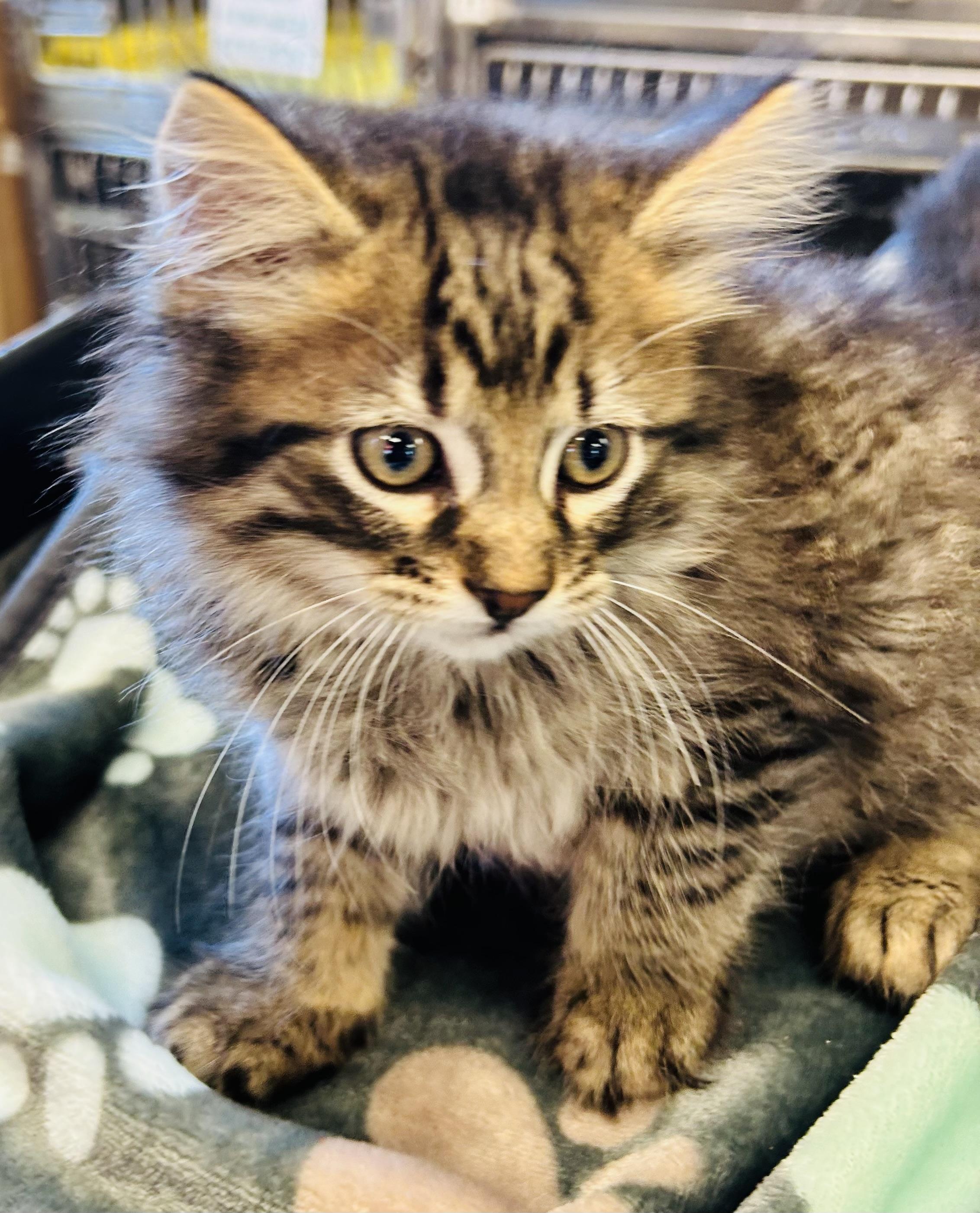 Enlarge Bumble, a ADOPTABLE Domestic Medium Hair in Cibolo, TX image 1/1