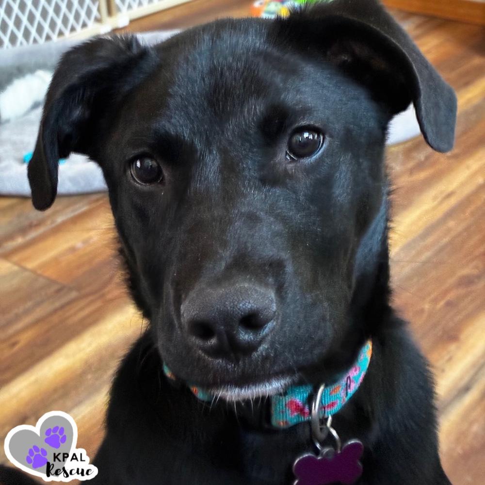 Padre - Nuts Litter, Adoptable, Puppy Male Mixed Breed & Mixed Breed.