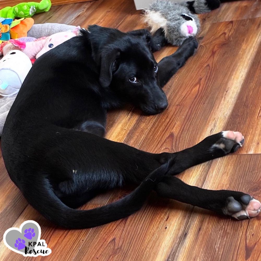 Padre - Nuts Litter, Adoptable, Puppy Male Mixed Breed & Mixed Breed.