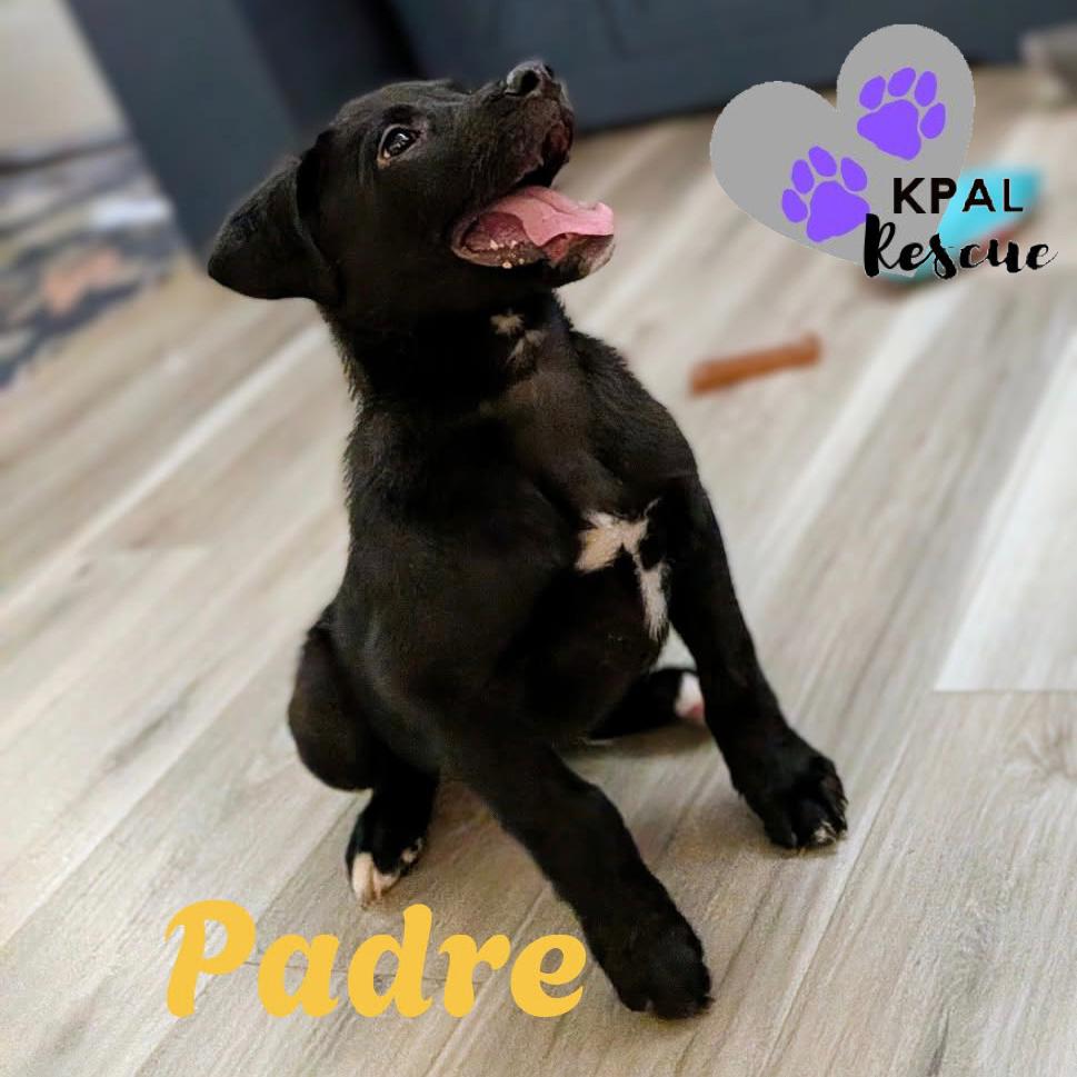 Padre - Nuts Litter, a Adoptable mixed breed in Kenai, AK image 1/3
