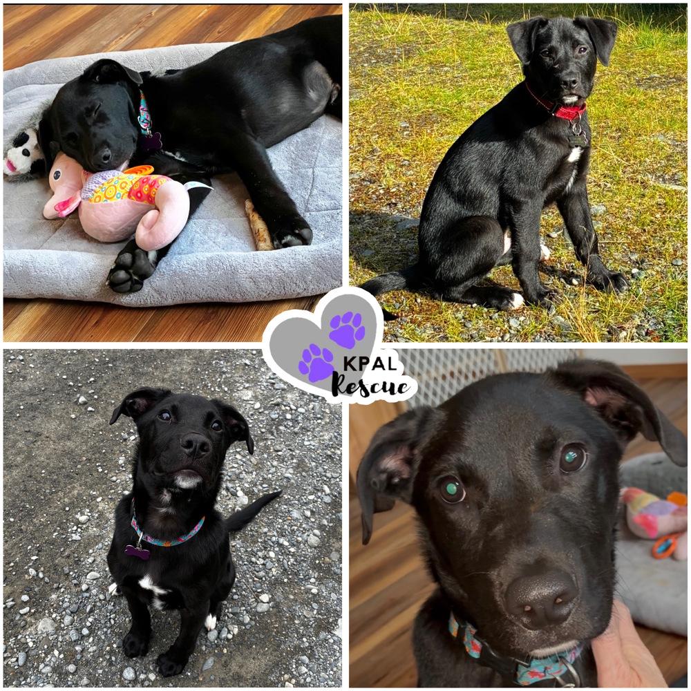 Enlarge Padre - Nuts Litter, a Adoptable mixed breed in Kenai, AK image 4/6