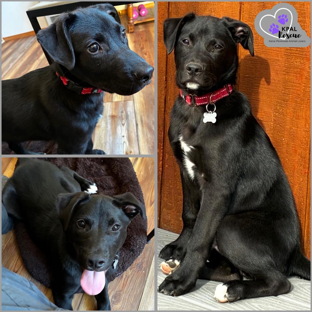 Enlarge Padre - Nuts Litter, a Adoptable mixed breed in Kenai, AK image 2/4