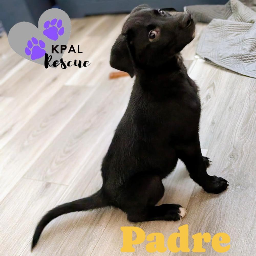 Padre - Nuts Litter, a Adoptable mixed breed in Kenai, AK image 2/3