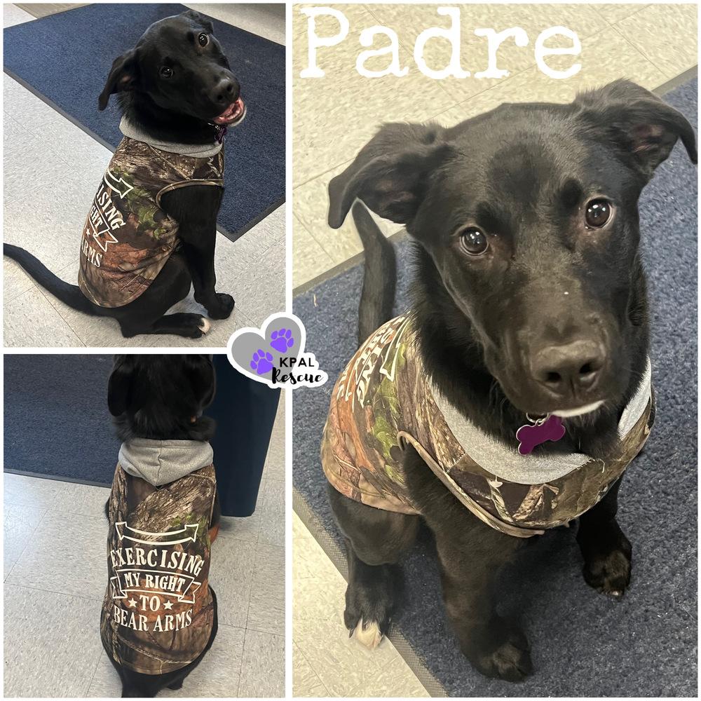 Enlarge Padre - Nuts Litter, a Adoptable mixed breed in Kenai, AK image 6/6