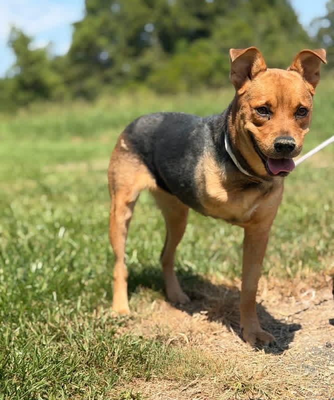 Enlarge Palmetto, a Adoptable Mixed Breed in Lutz, FL image 1/1