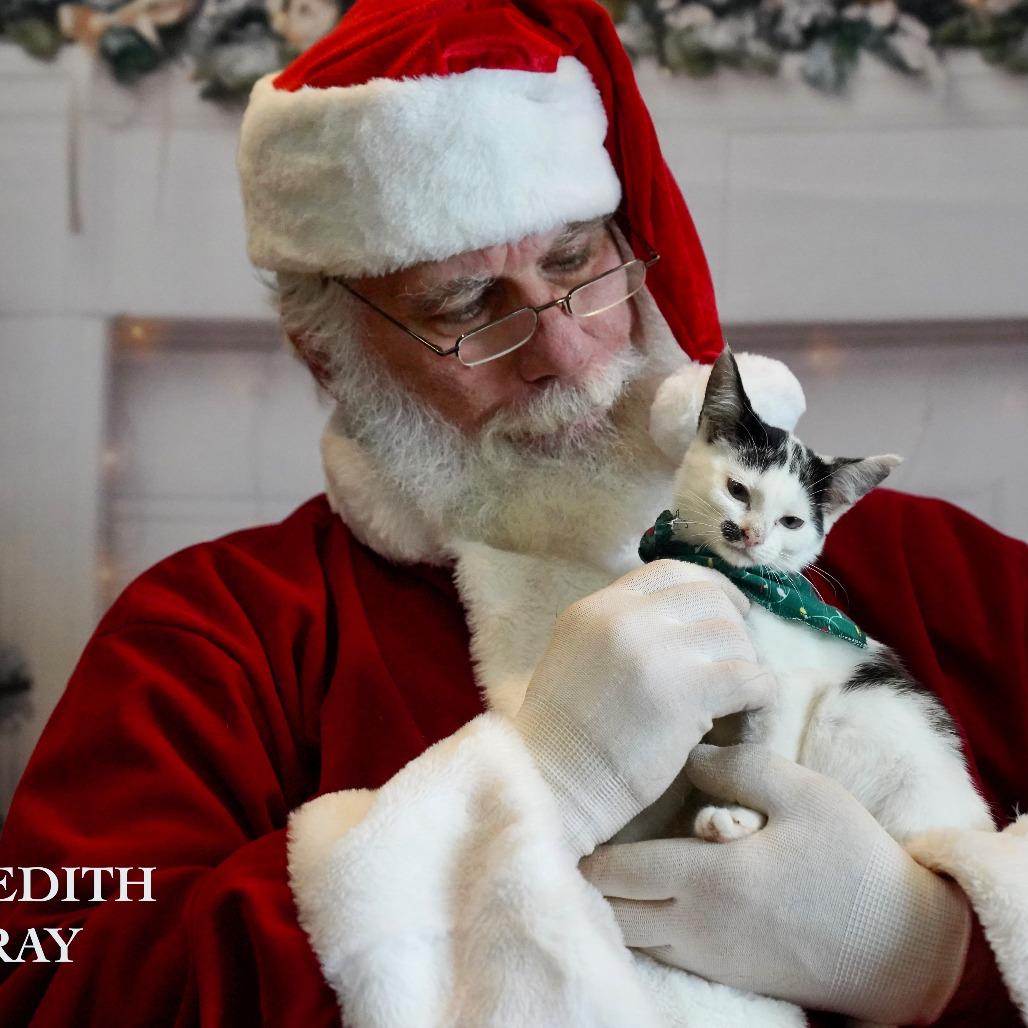 Cathy, Adoptable, Kitten Female Domestic Short Hair.