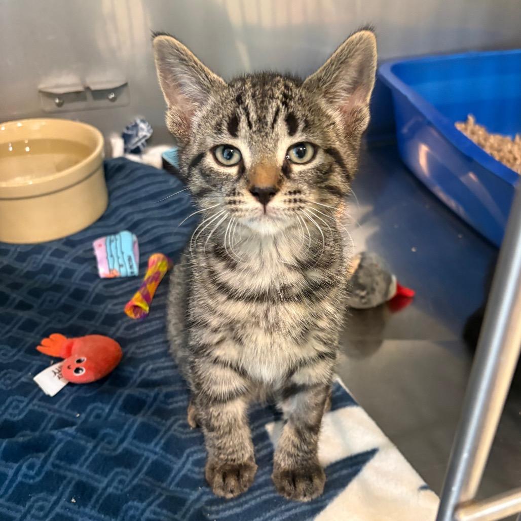 Casper, Adoptable, Kitten Male Domestic Short Hair.