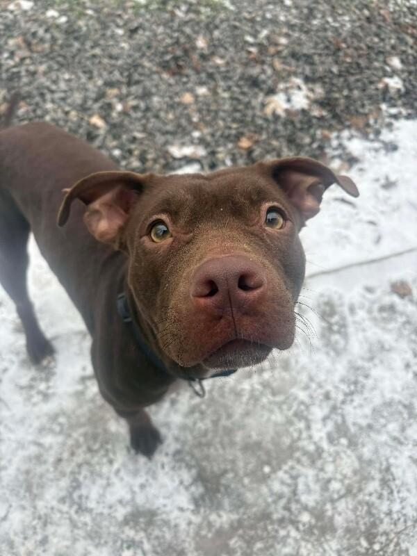 Serena, Adoptable, Adult Female Mixed Breed.