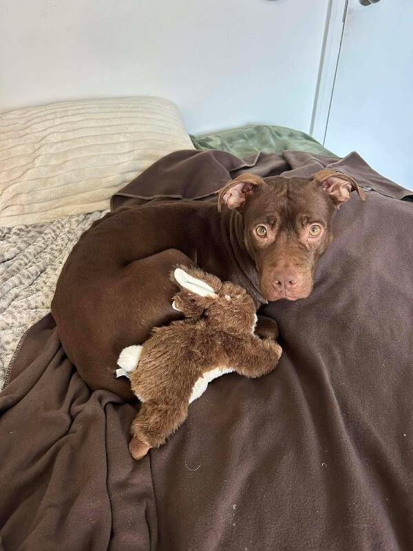 Enlarge Serena, a Adoptable Mixed Breed in Athens, ON image 2/6