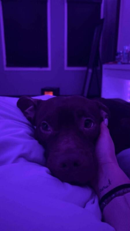 Enlarge Serena, a Adoptable Mixed Breed in Athens, ON image 3/6