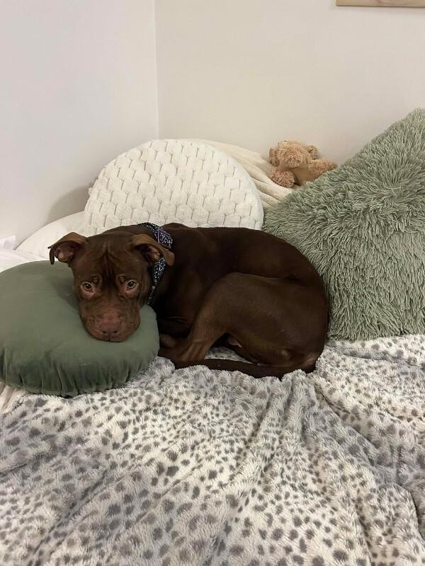 Enlarge Serena, a Adoptable Mixed Breed in Athens, ON image 4/6