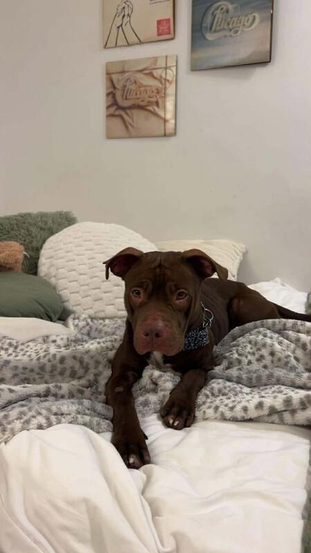 Enlarge Serena, a Adoptable Mixed Breed in Athens, ON image 5/6