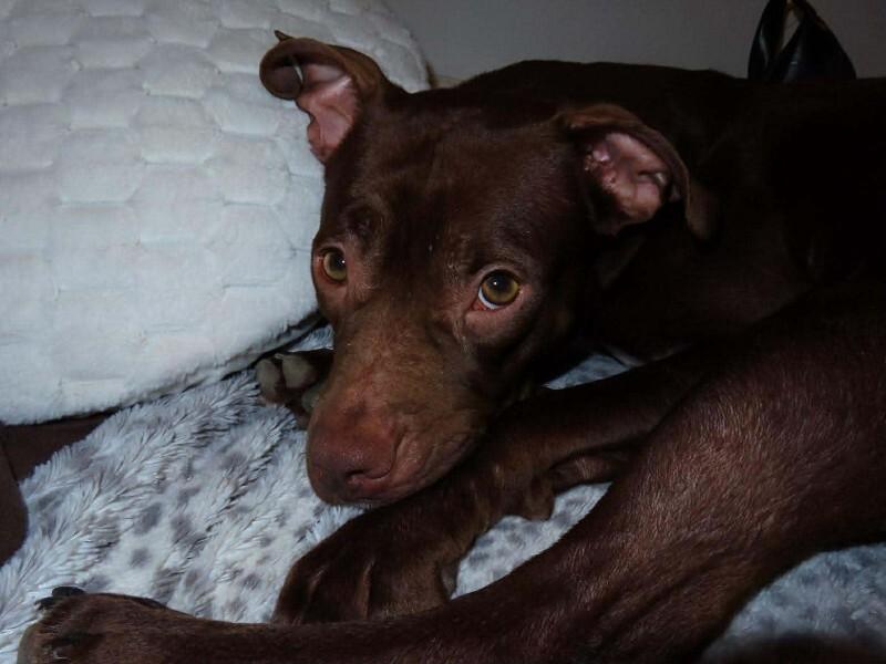 Enlarge Serena, a Adoptable Mixed Breed in Athens, ON image 6/6