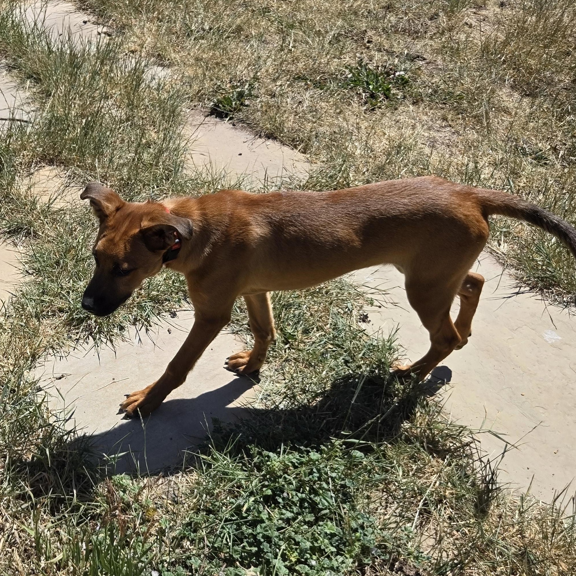 Rusty photo 3