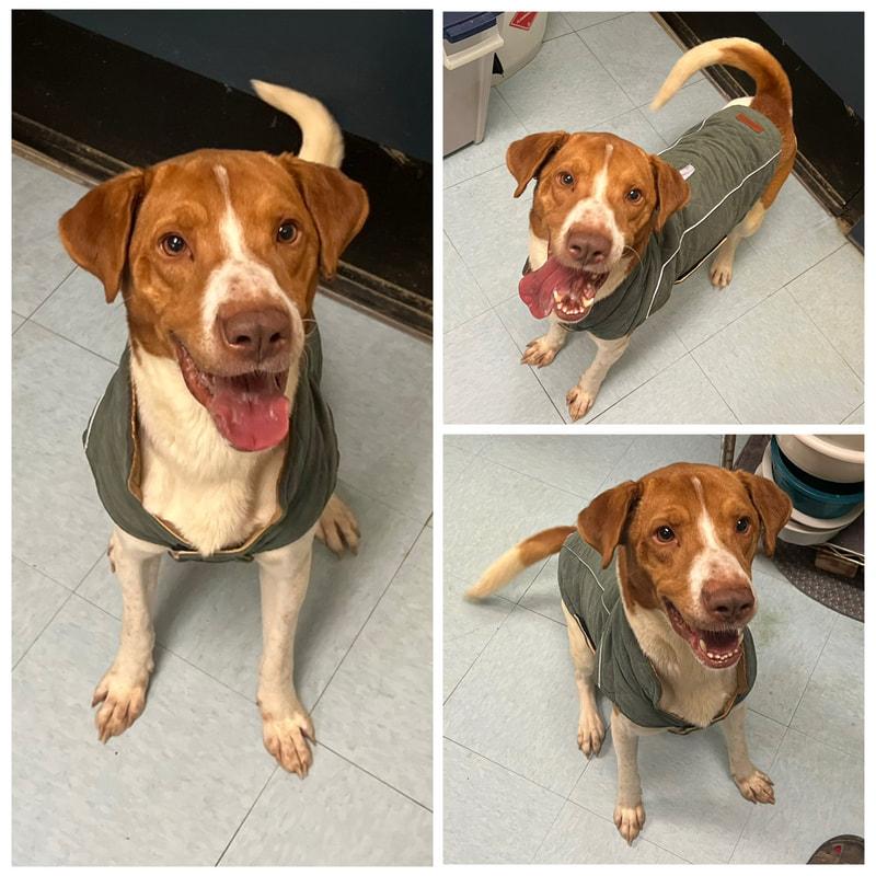 Ravioli , ADOPTABLE, Adult Male Coonhound.