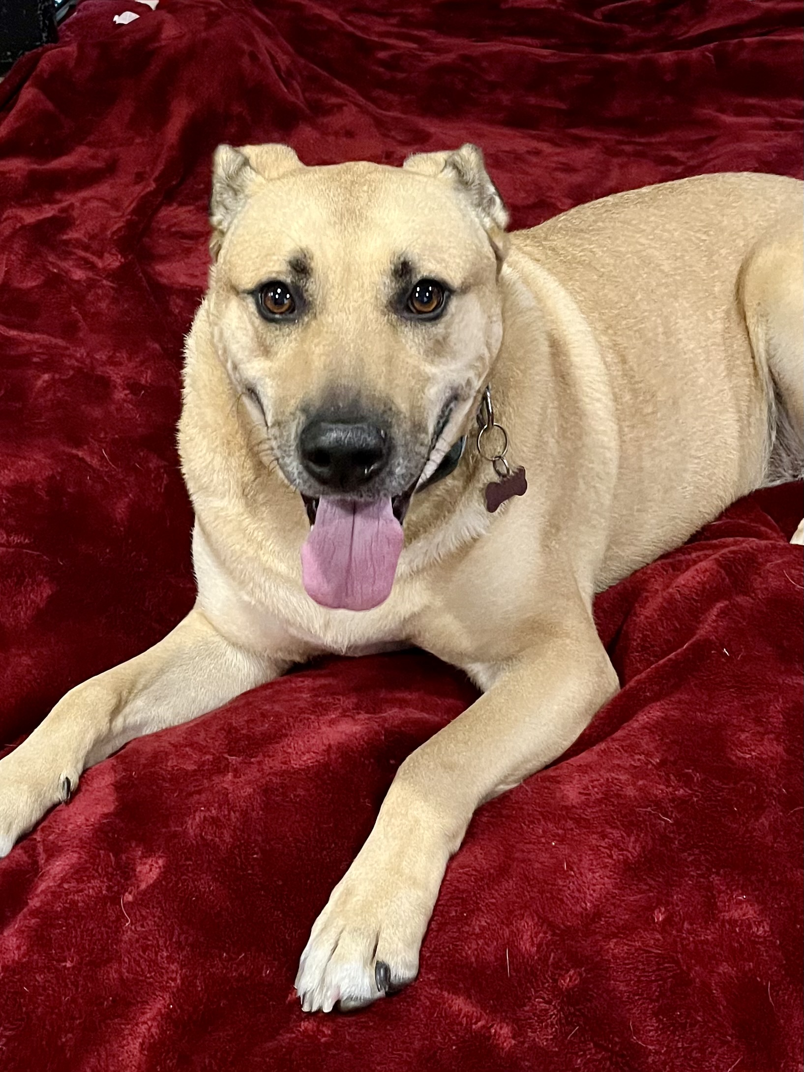 Enlarge Rowdy, a Adoptable mixed breed in Seattle, WA image 1/6