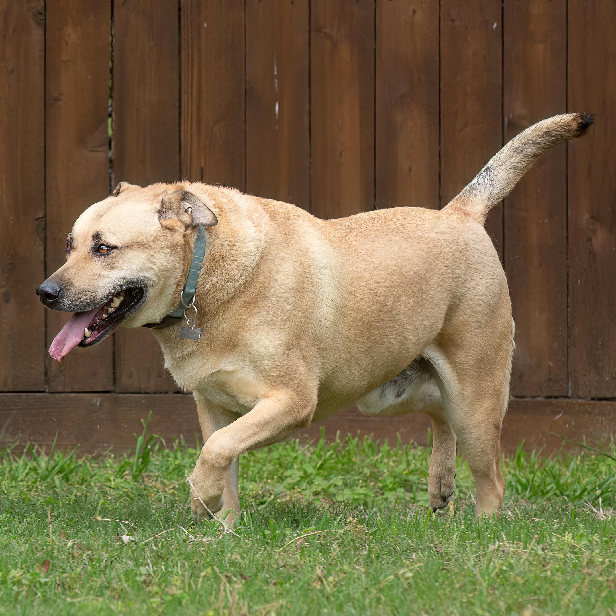 Enlarge Rowdy, a Adoptable mixed breed in Seattle, WA image 6/6