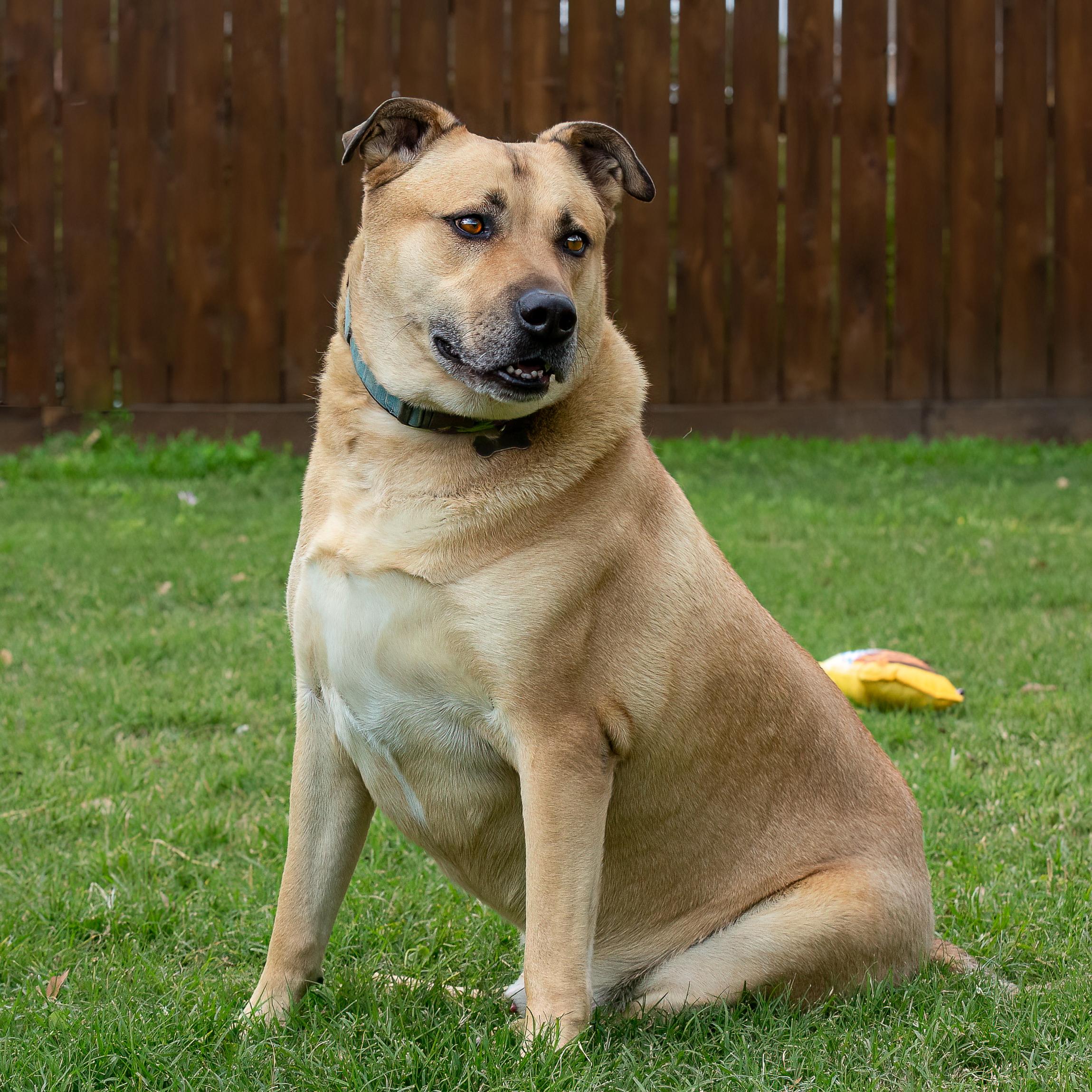 Enlarge Rowdy, a Adoptable mixed breed in Seattle, WA image 5/6