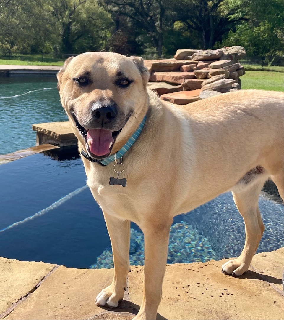 Enlarge Rowdy, a Adoptable mixed breed in Seattle, WA image 3/6