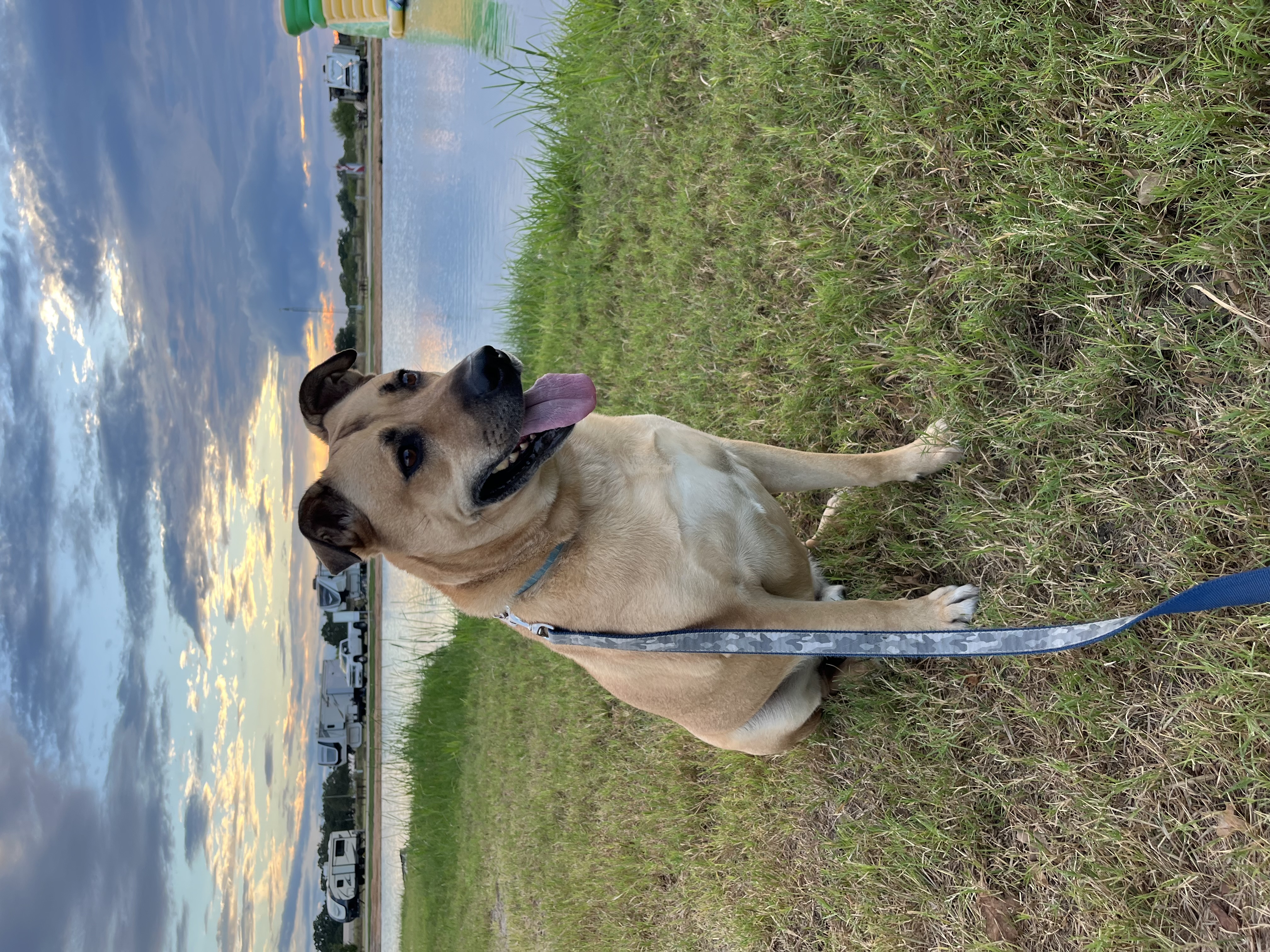 Enlarge Rowdy, a Adoptable mixed breed in Seattle, WA image 4/6