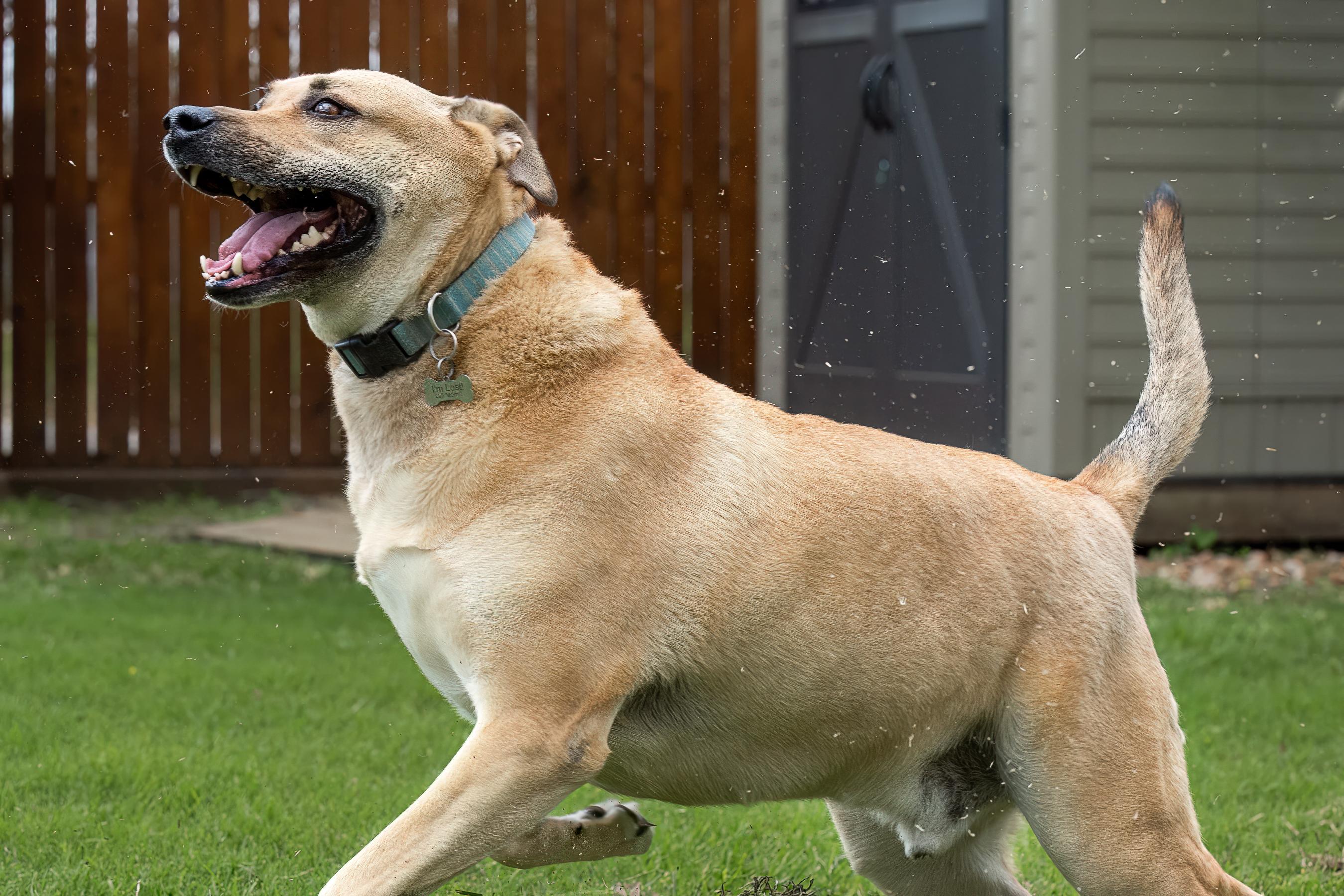 Enlarge Rowdy, a Adoptable mixed breed in Seattle, WA image 2/6