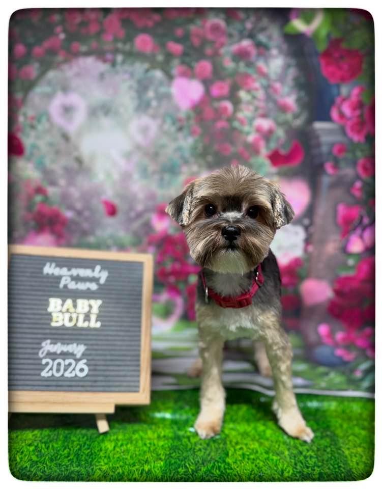 Enlarge Buller, a ADOPTABLE Yorkshire Terrier in Antioch, TN image 3/3