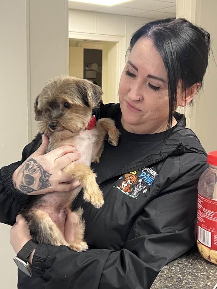 Enlarge Buller, a ADOPTABLE Yorkshire Terrier in Antioch, TN image 2/3