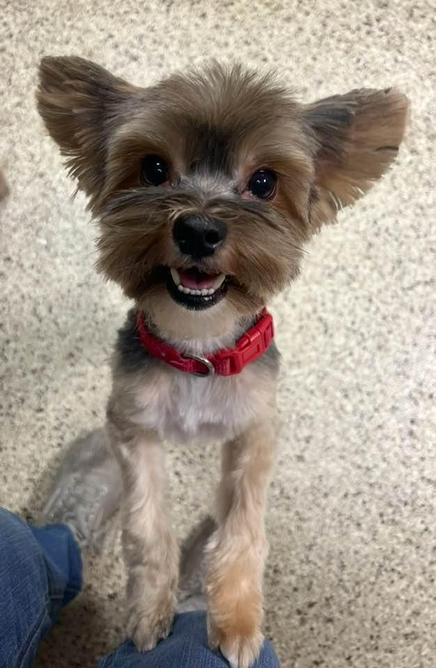 Buller, ADOPTABLE, Young Male Yorkshire Terrier.