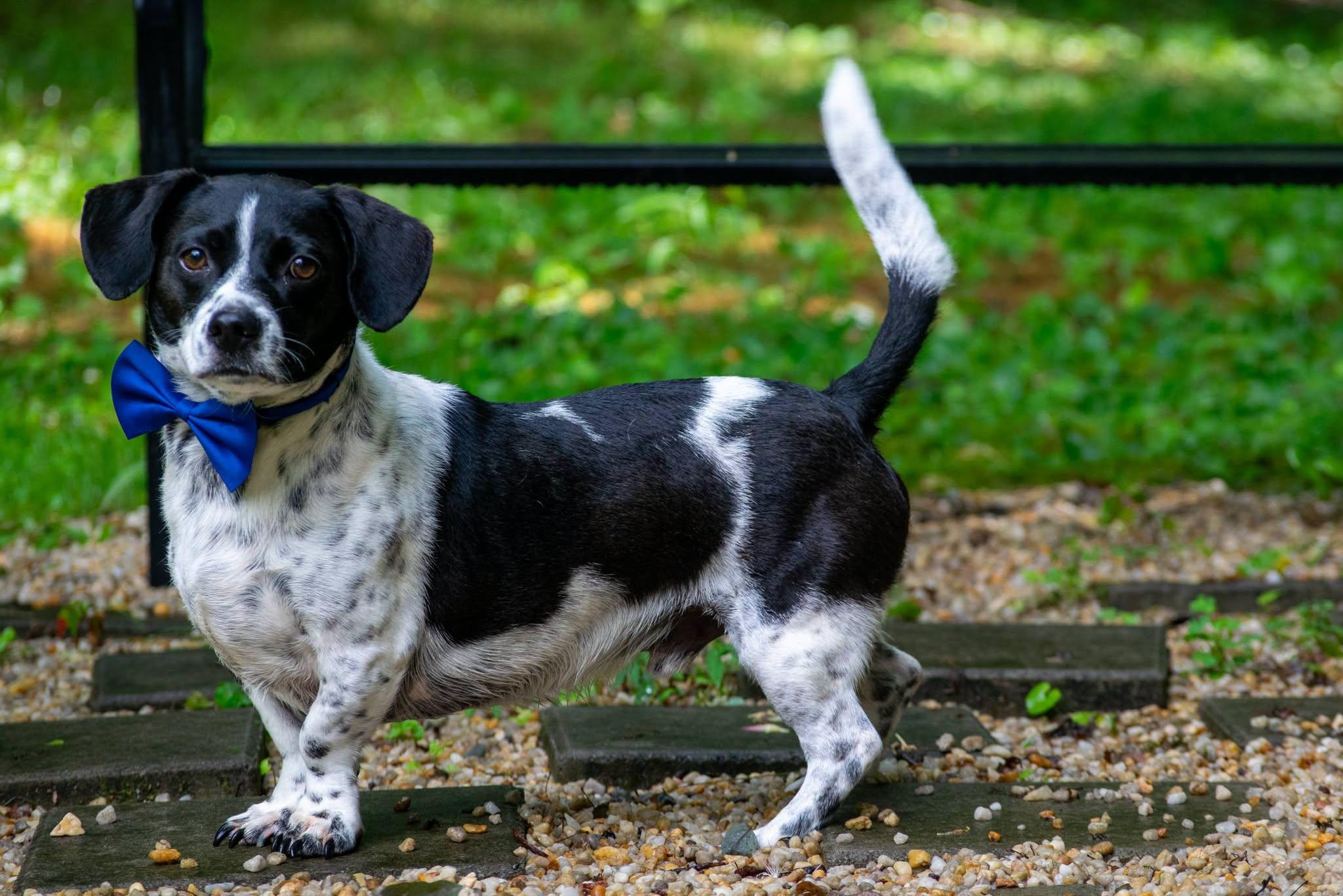 Watson, a ADOPTABLE mixed breed in Sevierville, TN image 4/5