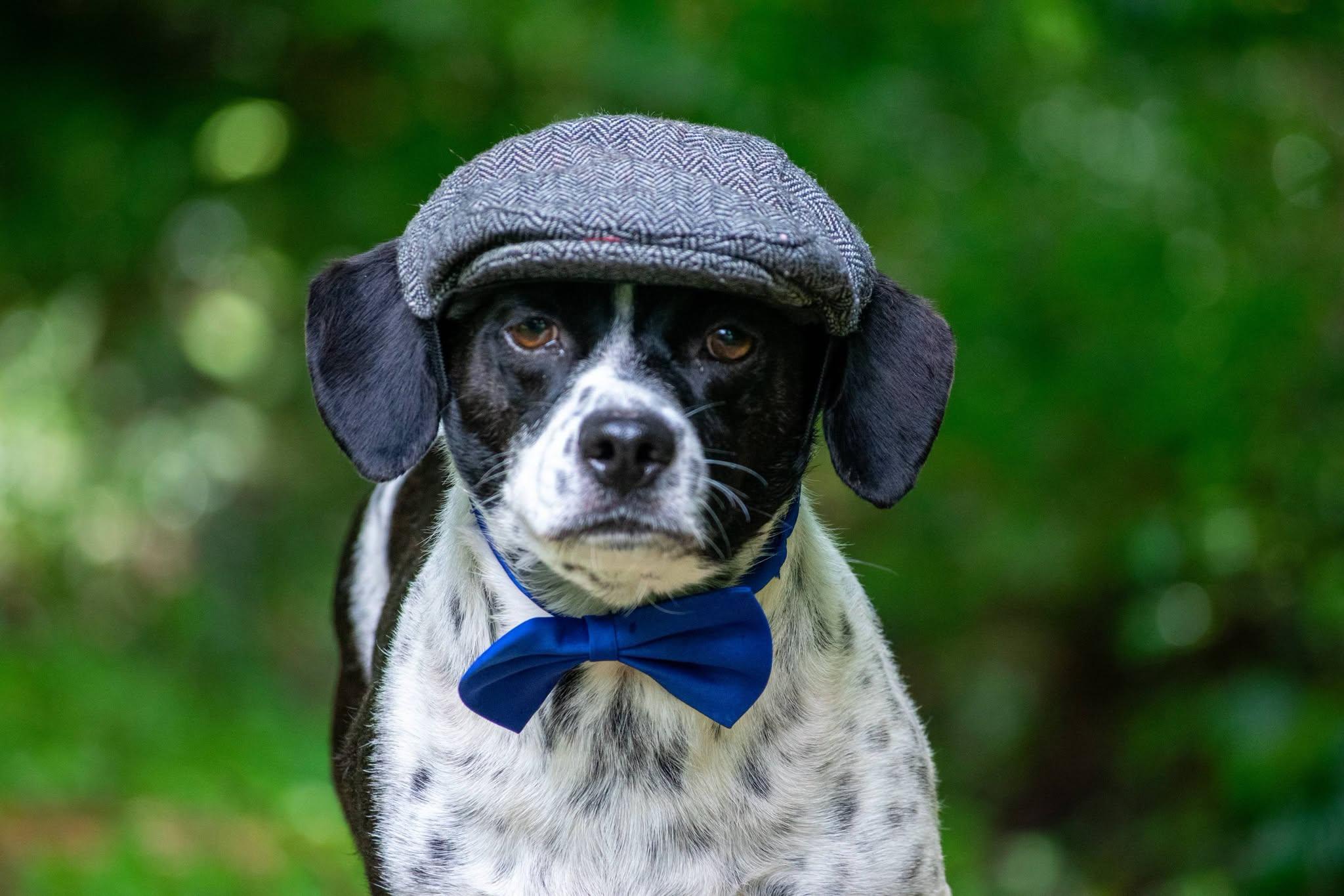 Watson, a ADOPTABLE mixed breed in Sevierville, TN image 3/5
