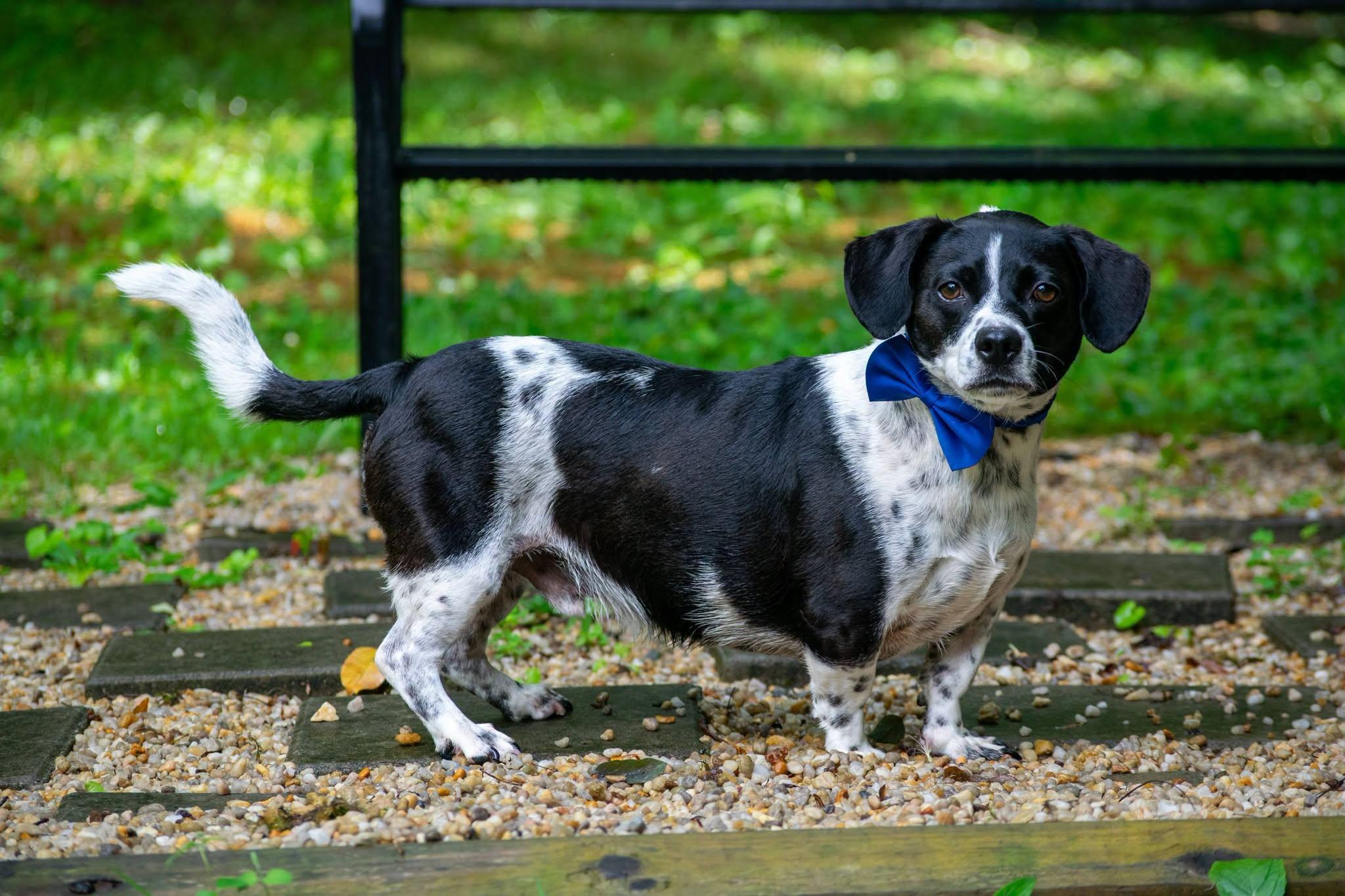 Watson, a ADOPTABLE mixed breed in Sevierville, TN image 2/5