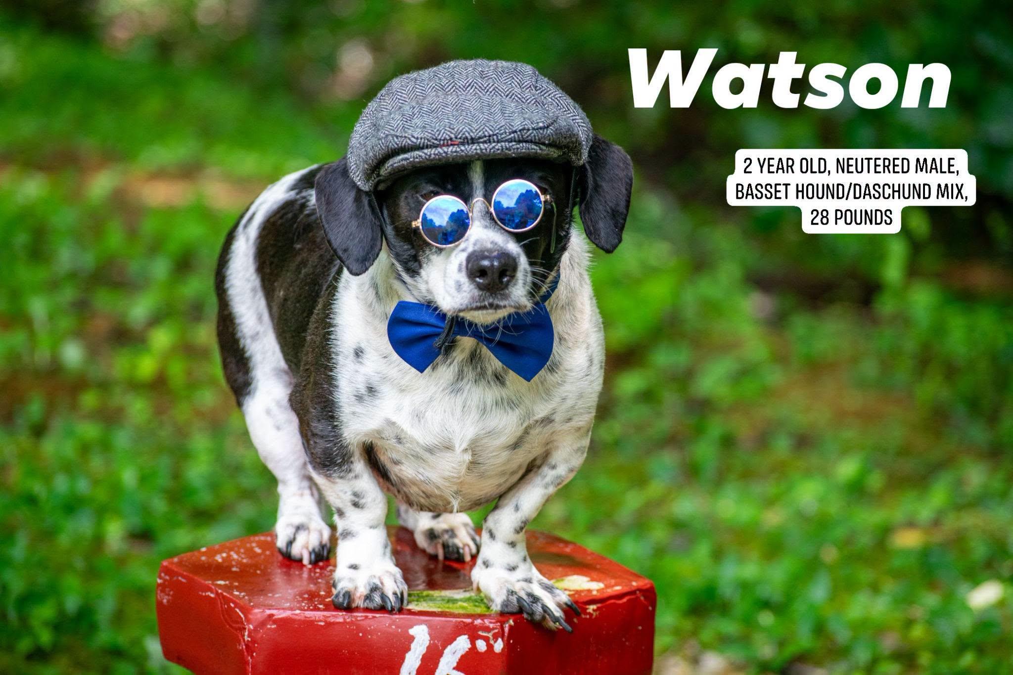 Watson, ADOPTABLE, Adult Male Basset Hound & Dachshund.