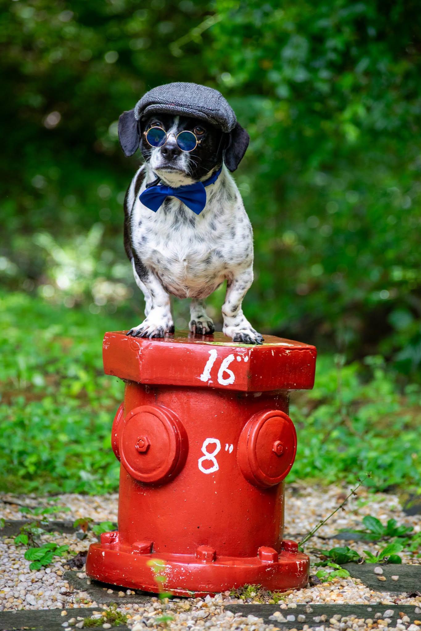 Watson, a ADOPTABLE mixed breed in Sevierville, TN image 5/5