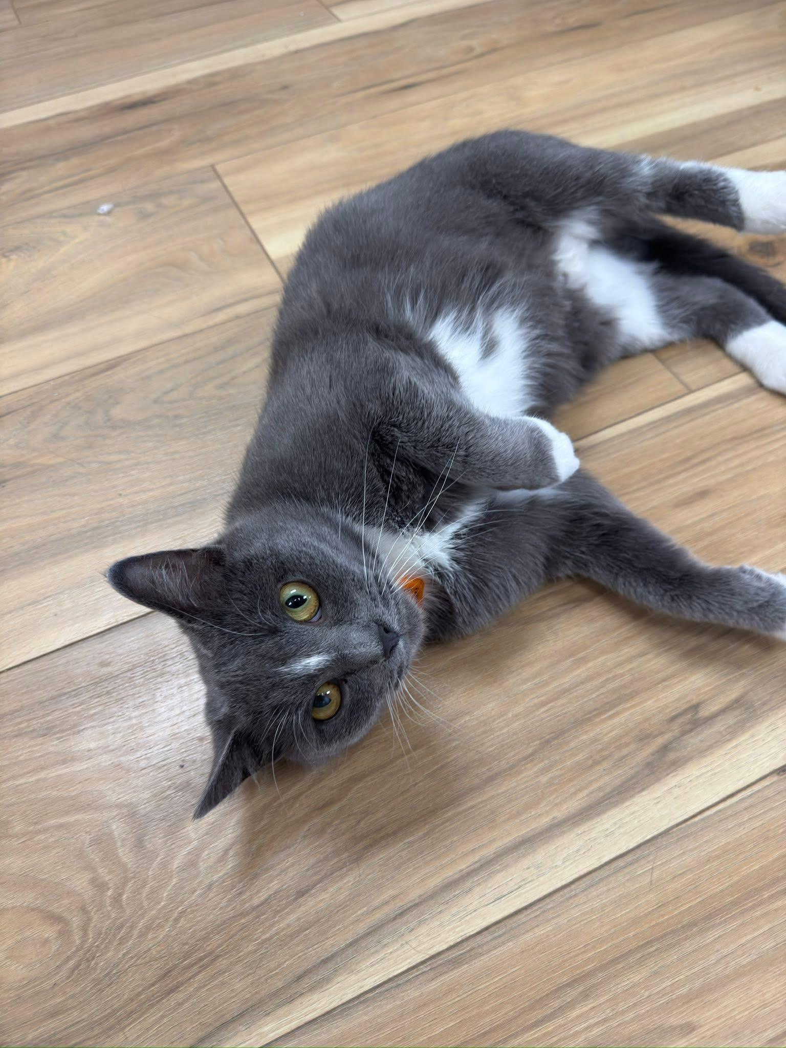 Mabel, Adoptable, Adult Female Domestic Short Hair.