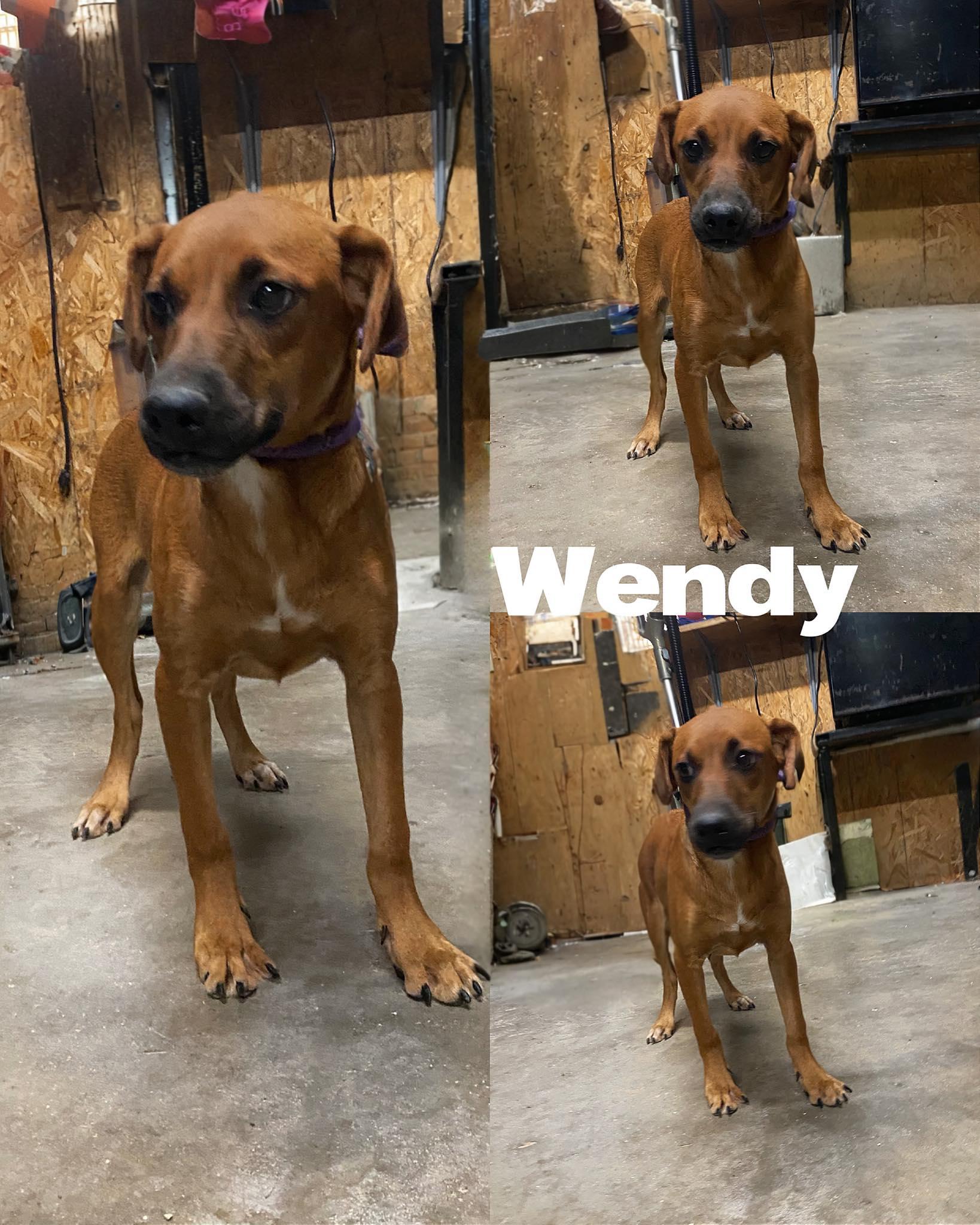 Enlarge Wendy, a Adoptable mixed breed in Saint James, MO image 2/2
