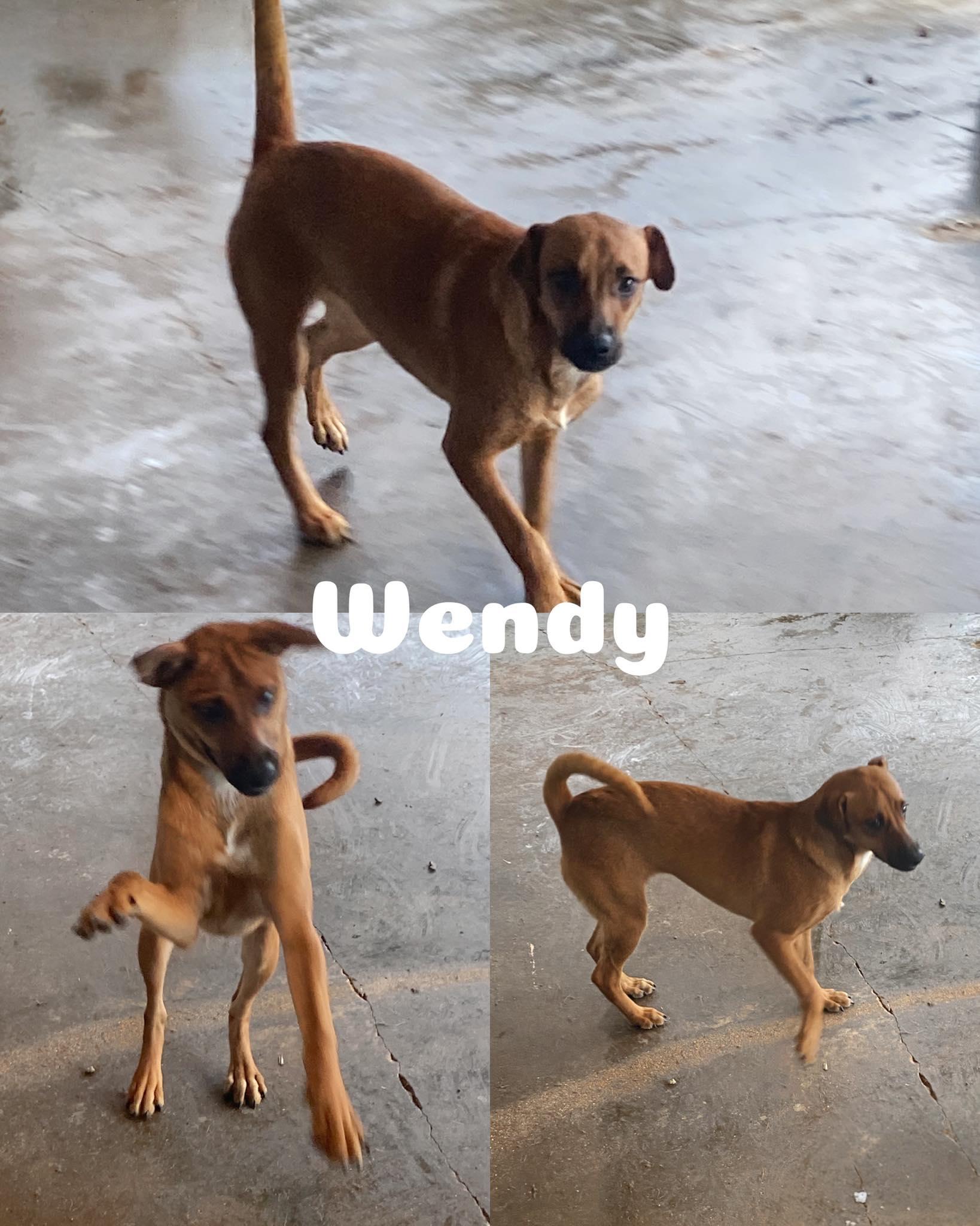 Enlarge Wendy, a Adoptable mixed breed in Saint James, MO image 1/2
