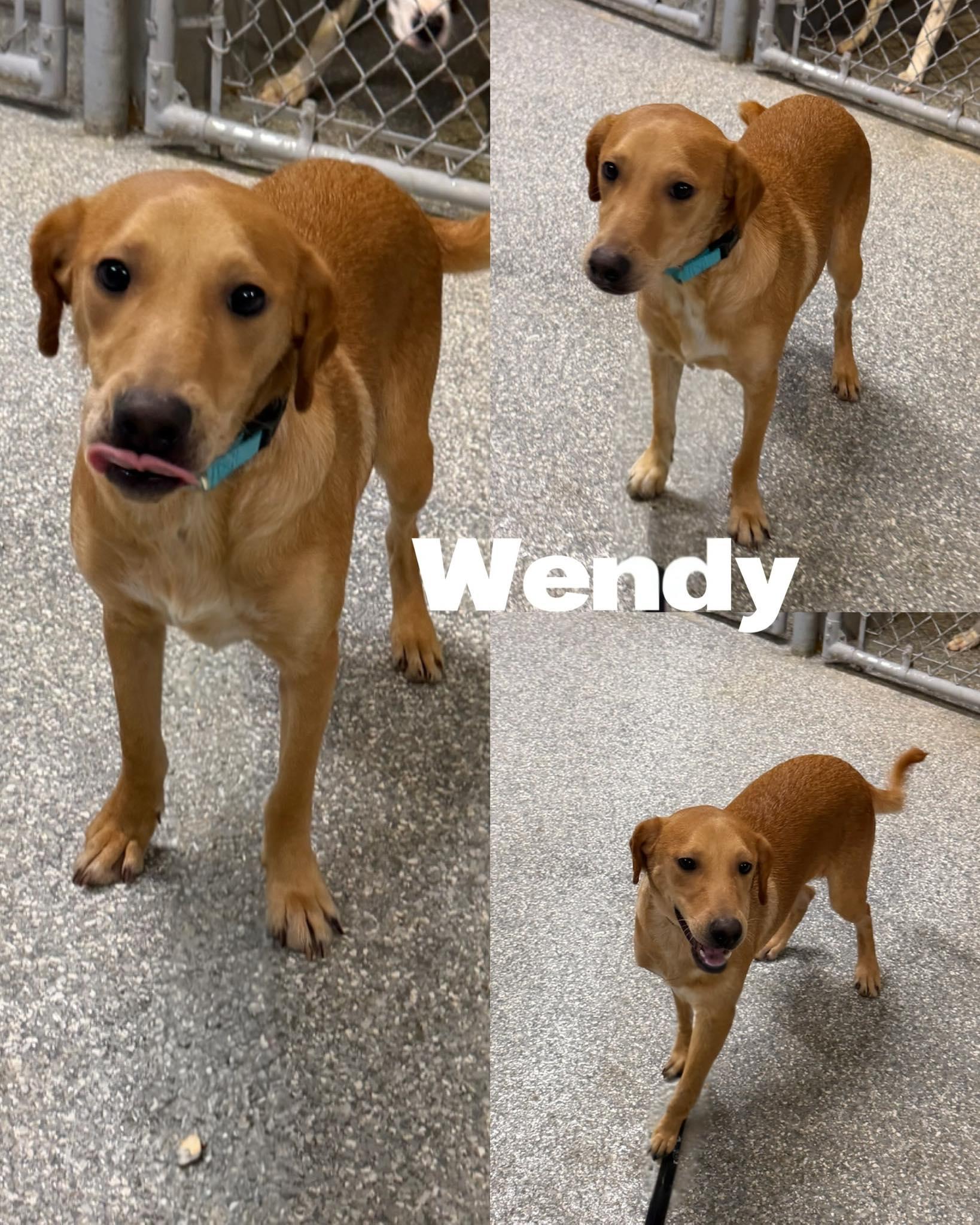 Enlarge Wendy, a Adoptable mixed breed in Saint James, MO image 1/3
