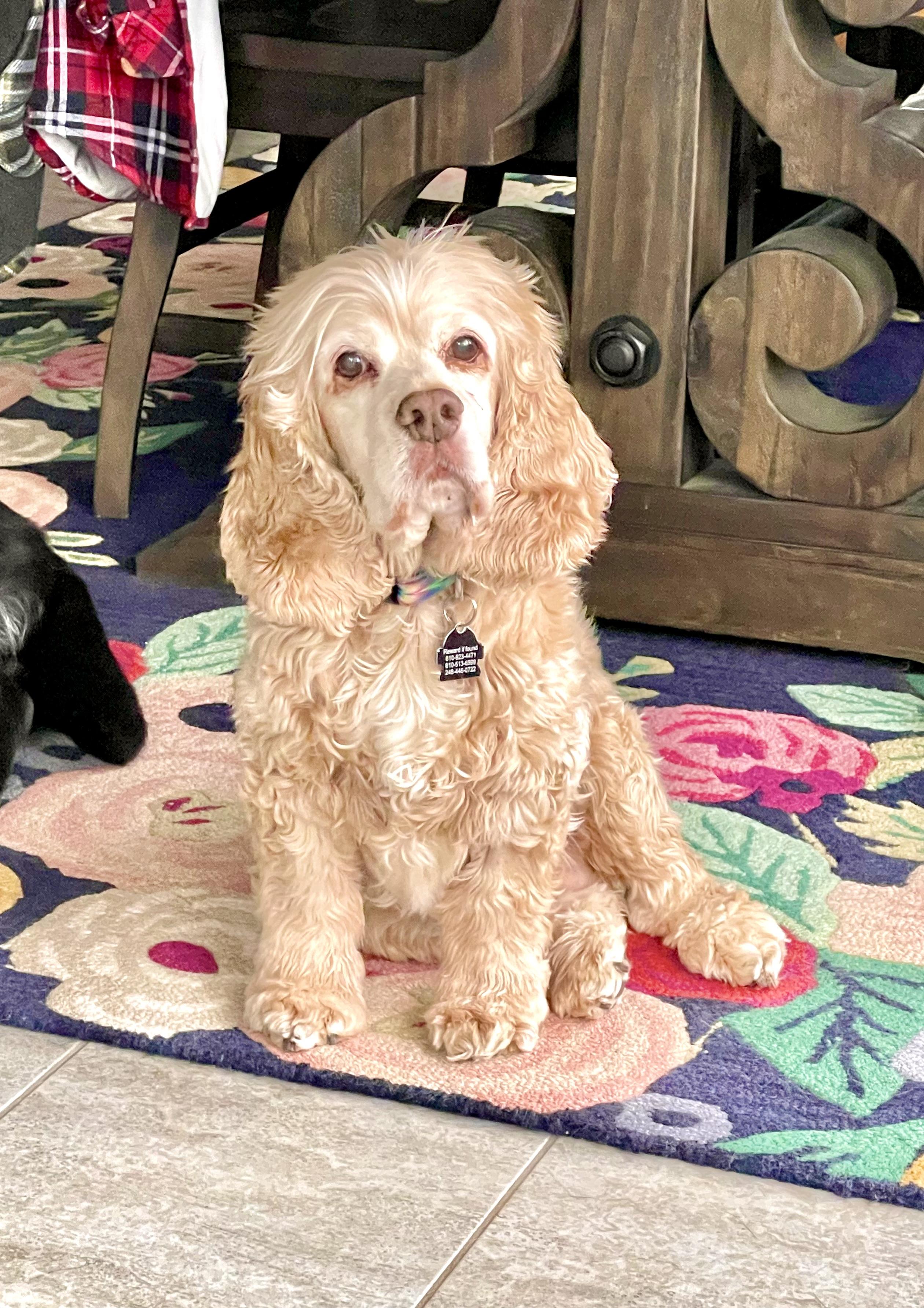 Enlarge Doug, an adopted Cocker Spaniel in South Lyon, MI image 4/6