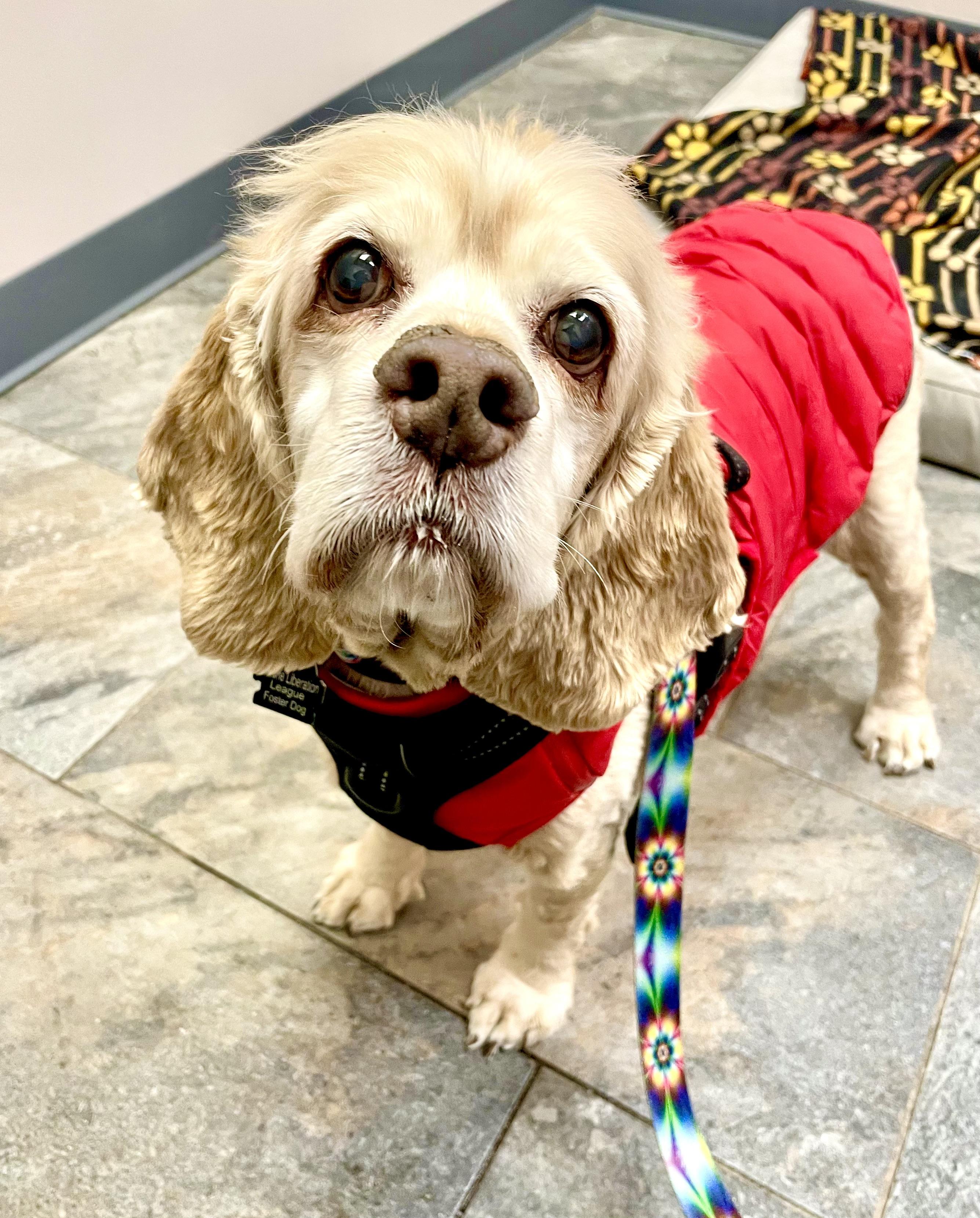 Enlarge Doug, an adopted Cocker Spaniel in South Lyon, MI image 5/6