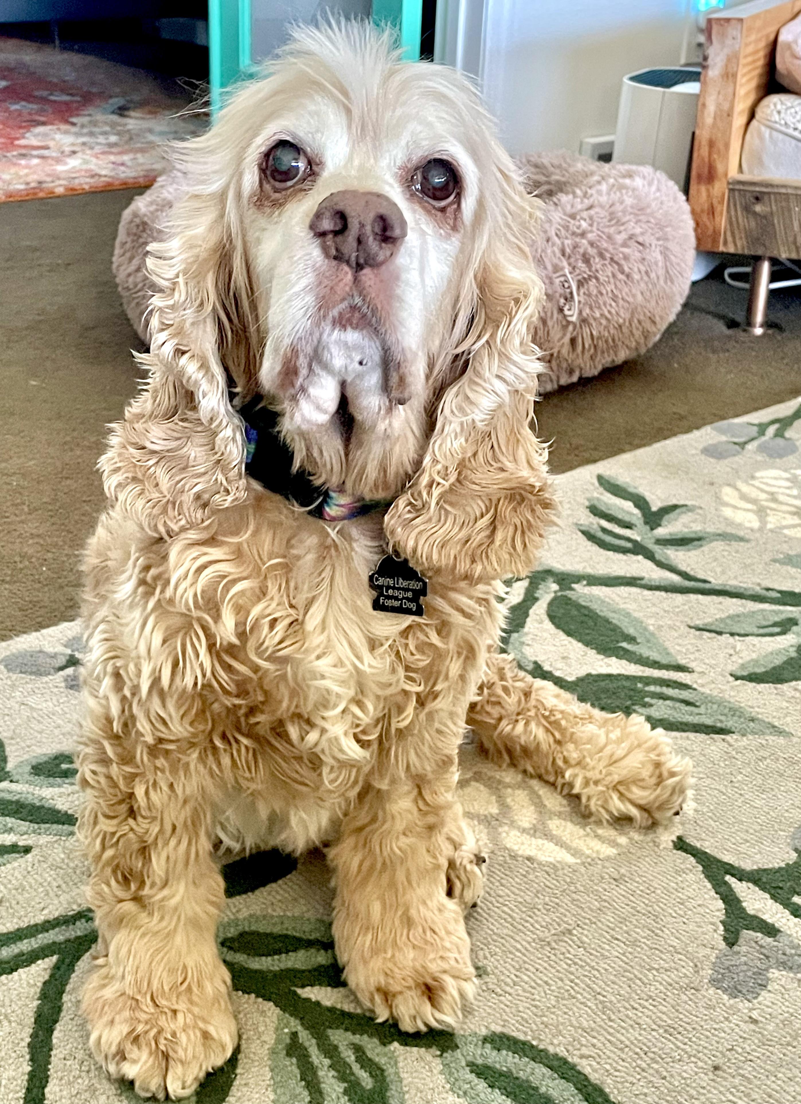 Enlarge Doug, an adopted Cocker Spaniel in South Lyon, MI image 1/6