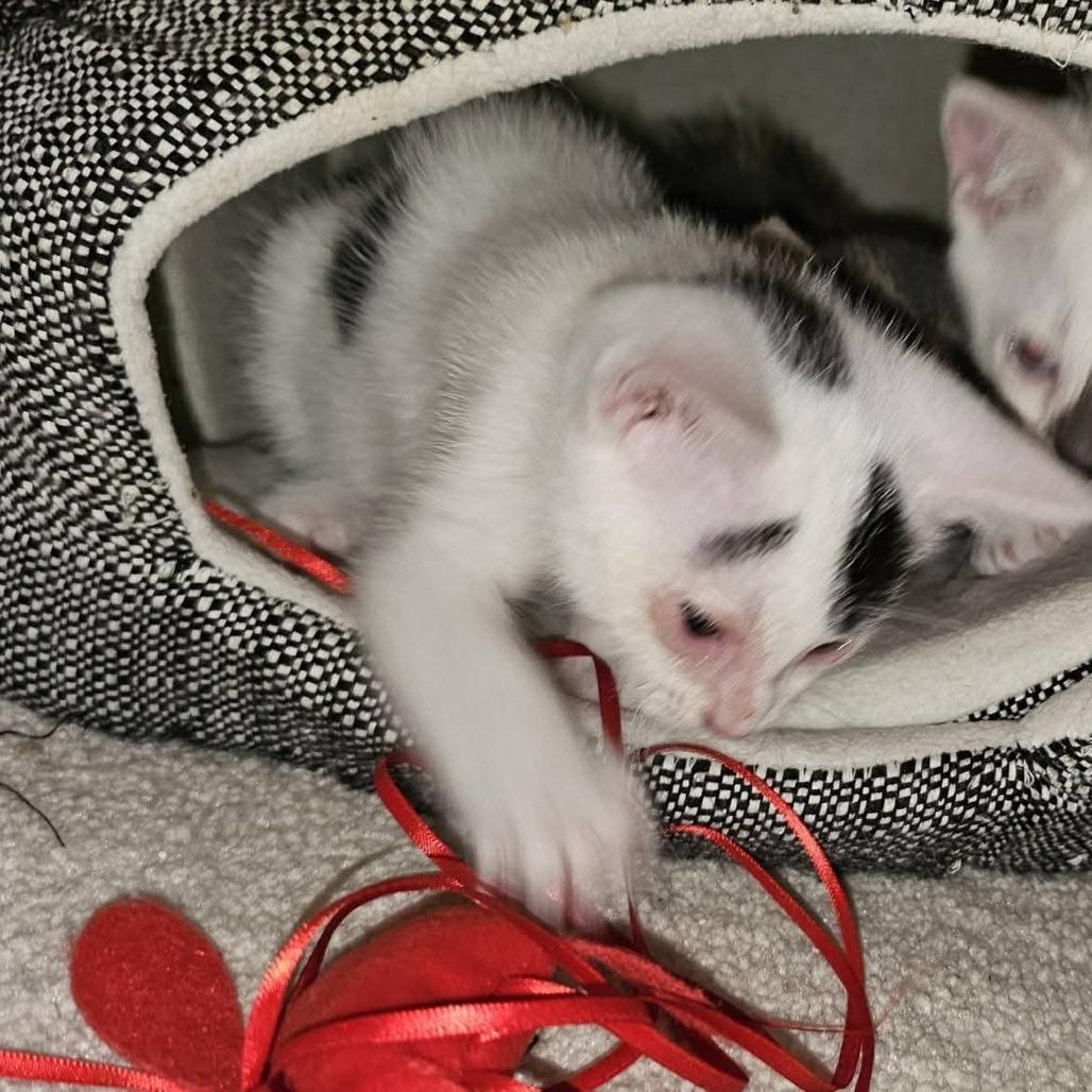 Everly, Adoptable, Kitten Female Domestic Short Hair.