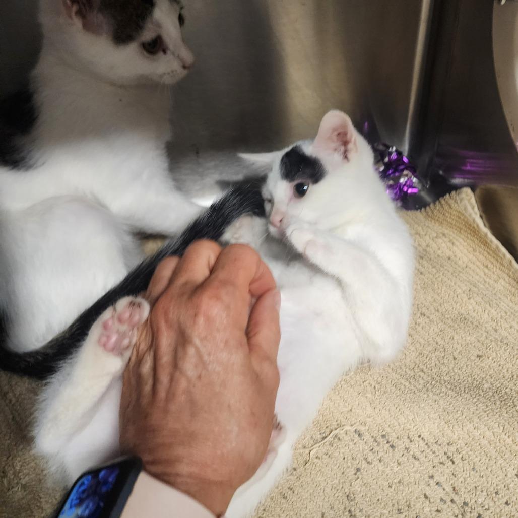 Enlarge Everly, a Adoptable Domestic Short Hair in Evensville, TN image 2/6