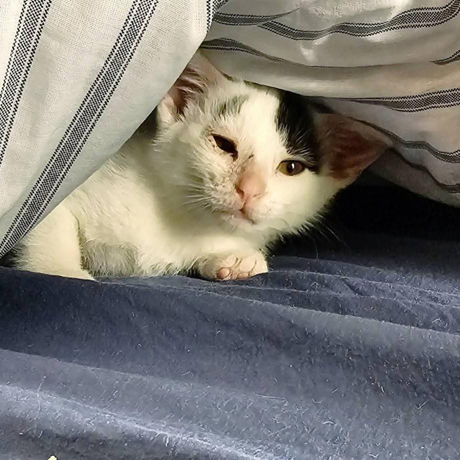 Enlarge Everly, a Adoptable Domestic Short Hair in Evensville, TN image 3/6