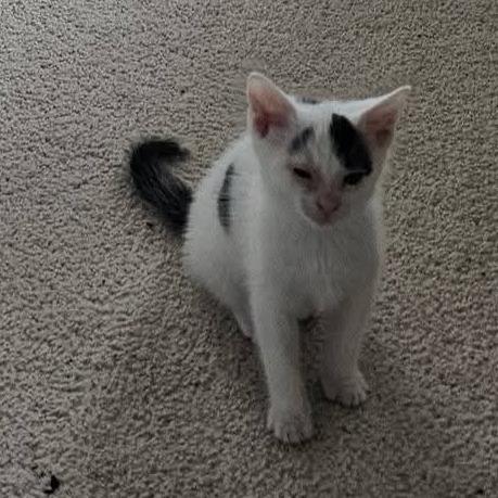 Enlarge Everly, a Adoptable Domestic Short Hair in Evensville, TN image 6/6