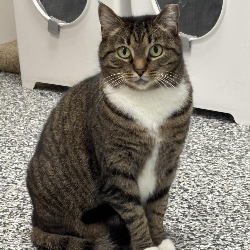 Juniper, Adoptable, Adult Female Domestic Short Hair.