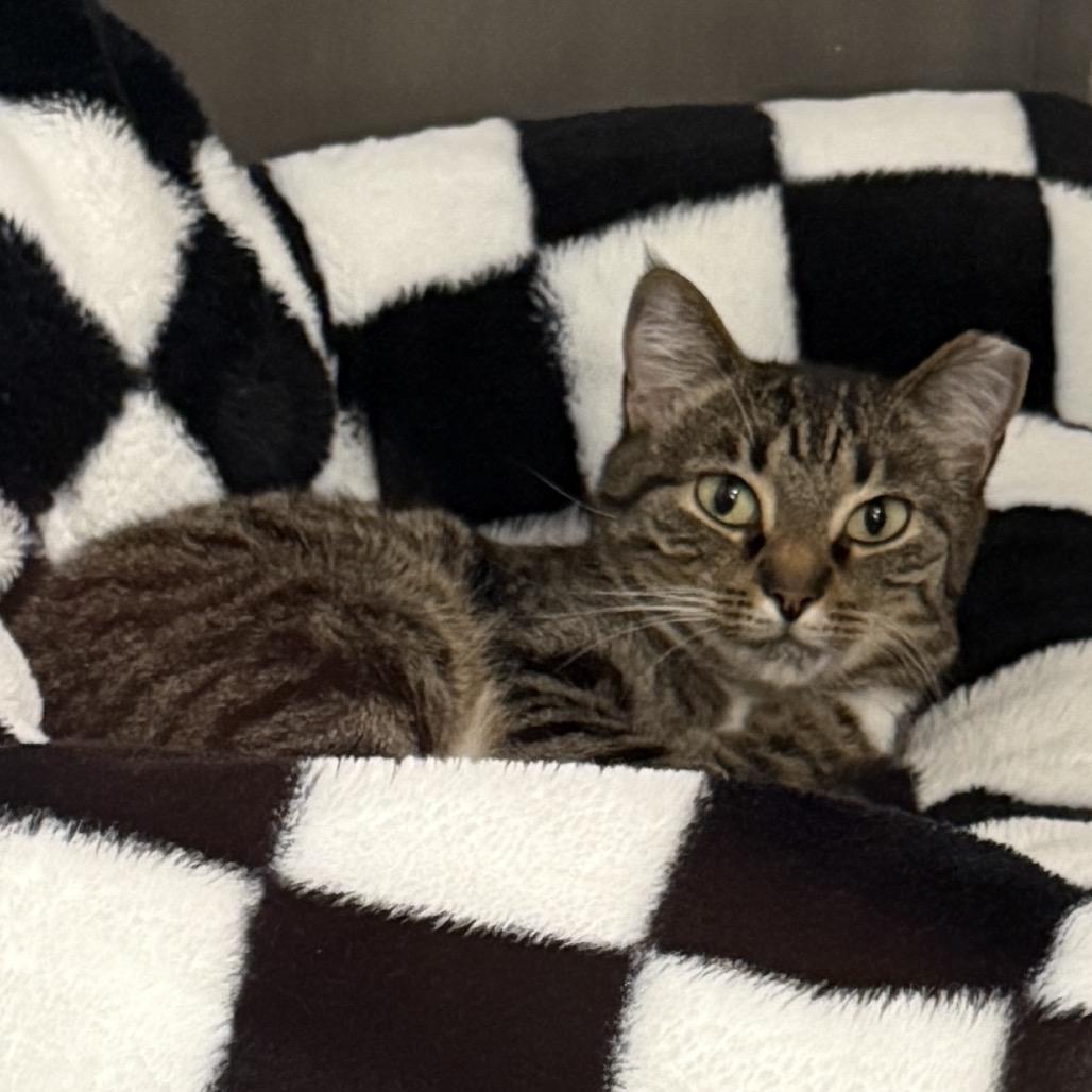 Enlarge Juniper, a Adoptable Domestic Short Hair in Ponte Vedra Beach, FL image 2/6