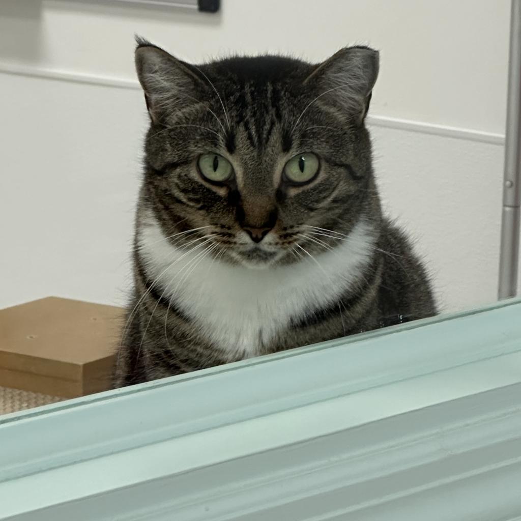 Enlarge Juniper, a Adoptable Domestic Short Hair in Ponte Vedra Beach, FL image 3/6