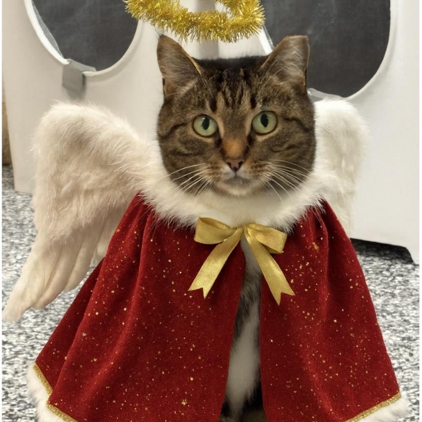 Enlarge Juniper, a Adoptable Domestic Short Hair in Ponte Vedra Beach, FL image 4/6