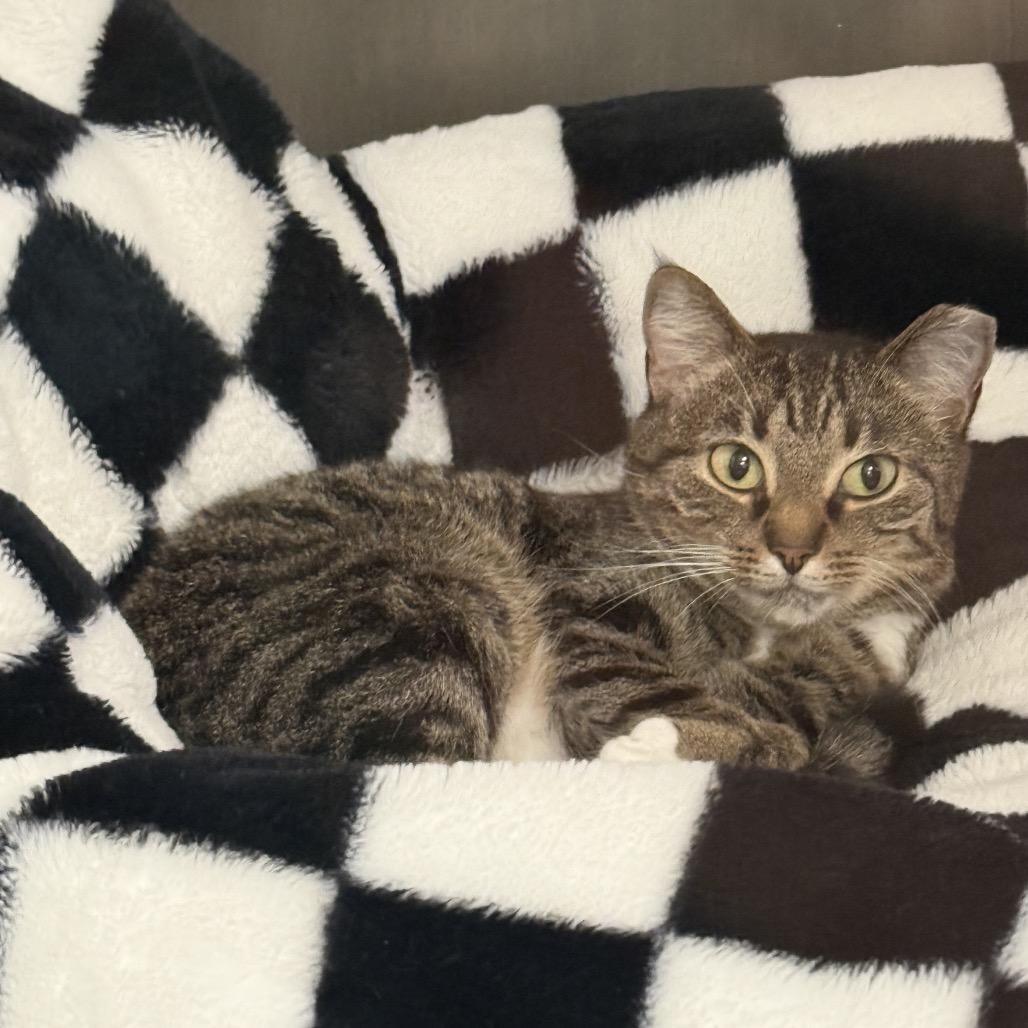 Enlarge Juniper, a Adoptable Domestic Short Hair in Ponte Vedra Beach, FL image 5/6