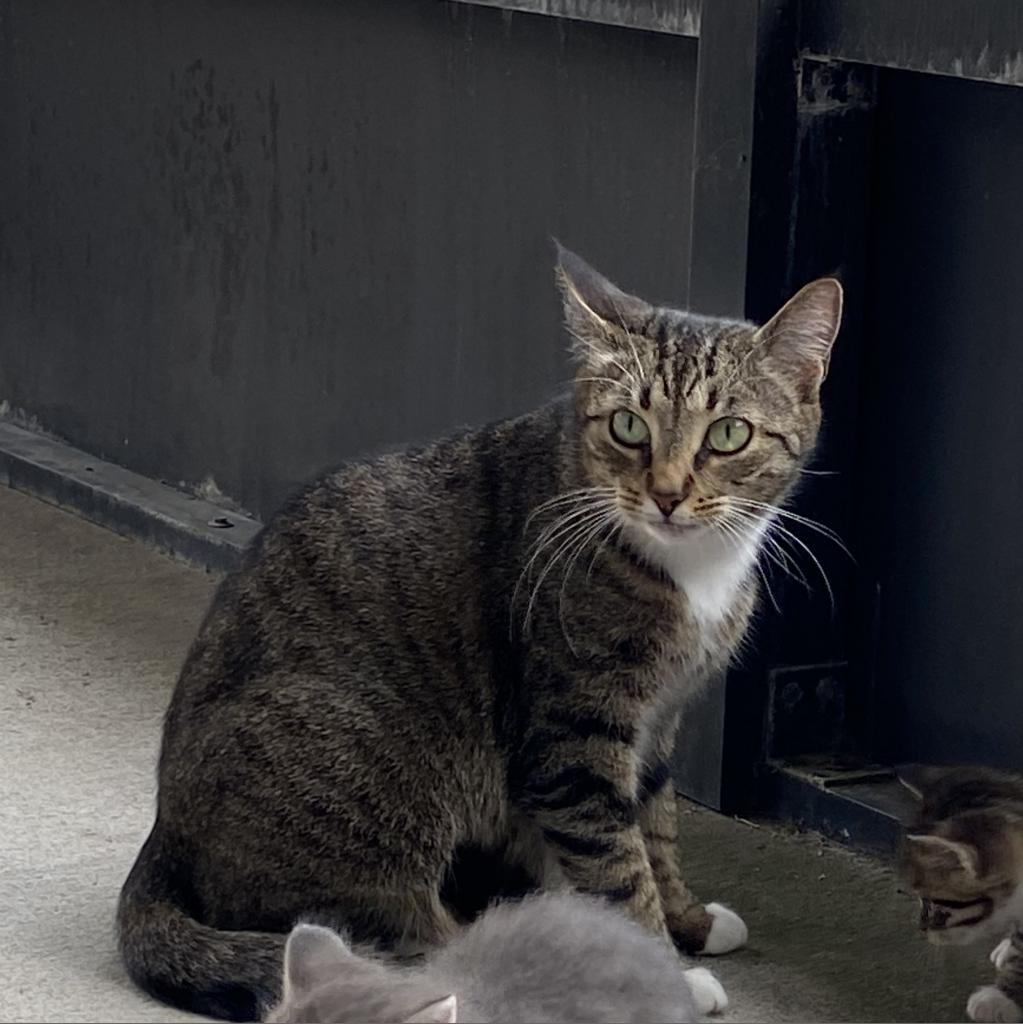 Enlarge Juniper, a Adoptable Domestic Short Hair in Ponte Vedra Beach, FL image 6/6